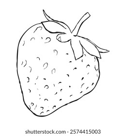 Strawberry hand drawn vector illustration. Strawberries sketch. Vector illustration. 