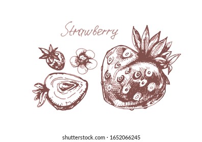 strawberry, hand-drawing, graphic vector image of a whole berry, half, flower,