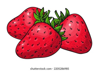 Strawberry handdrawn clip art. Three whole ripe wild forest red berries isolated on white. Tasty fresh eco fruit. Sweet berry bunch. Juicy strawberries colorful sketch for sticker patch, poster print