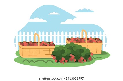 Strawberry harvest, baskets with ripe strawberries plucked. Fresh organic berry. Summer juicy fruit in garden. Agriculture and gardening. Cartoon flat isolated vector horticulture concept