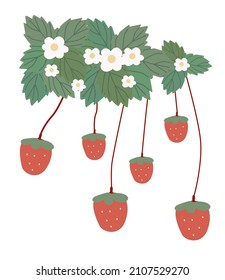 Strawberry with his plant and strawberry blossoms are very beautiful.