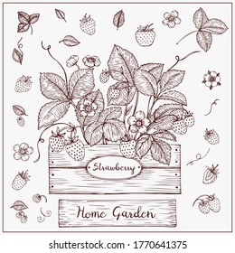 Strawberry in home garden are hand drawn. Sketching graphics vector.

