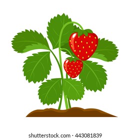 15,045 Strawberry Plants Cartoon Images, Stock Photos & Vectors ...