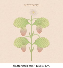 strawberry illustration, natural design elements in engraving style