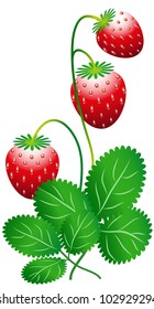 strawberry isolated on white