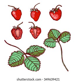 Strawberry isolated on white background. Collection. Set. Botanical. Fruit. Vector illustration.
