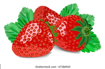 strawberry isolated on white vector illustration