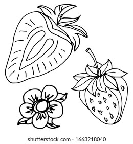 
Strawberry isolated sketch. Vector berries