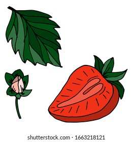 
Strawberry isolated sketch. Vector berries
