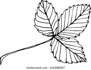 Strawberry leaf hand drawn vector illustration