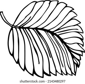 Strawberry leaf hand drawn vector illustration