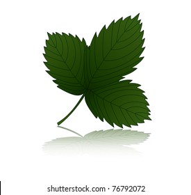 strawberry leaf illustration