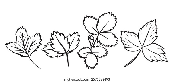 Strawberry leaf illustration set features detailed line art. Ideal for educational projects, gardening guides, and decorative art pieces.