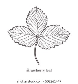 Strawberry leaf isolated sketchy style on the white background. Hand drawn doodle vector illustration.