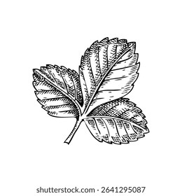 Strawberry leaf sketch. Hand drawn botanical illustration. Natural ingredients, organic food logo design. Not AI generated