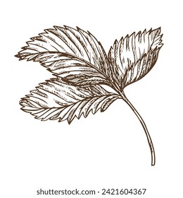 Strawberry leaf using engraving technique. Hand drawn botanical ink drawing of a plant fine details. Vector medicinal herbs, vitamin tea ingredient. Retro style. Illustration for eco product packaging