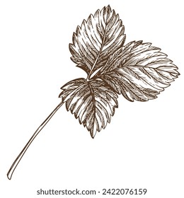 Strawberry leaf using engraving technique. Hand drawn botanical ink drawing of a plant fine details. Vector medicinal herbs, vitamin tea ingredient. Retro style. Illustration for eco product packaging