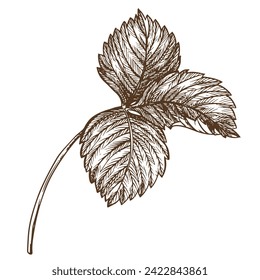 Strawberry leaf using engraving technique. Hand drawn botanical ink drawing of a plant fine details. Vector medicinal herbs, vitamin tea ingredient. Retro style. Illustration for eco product packaging