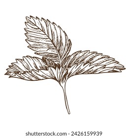 Strawberry leaf using engraving technique. Hand drawn botanical ink drawing of a plant fine details. Vector medicinal herbs, vitamin tea ingredient. Retro style. Illustration for eco product packaging