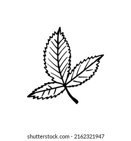 strawberry leaf. vector illustration hand drawn in doodle style. scandinavian, minimalism. icon, sticker.
