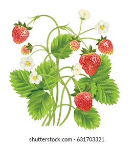 Strawberry with leave, water drops and flowers. Vector realistic illustration. Isolated on white background. Design for grocery, farmers market, tea, natural cosmetics, summer garden design element.