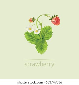 Strawberry with leave, water drops and flowers. Vector realistic illustration. Isolated on background. Design for grocery, farmers market, tea, natural cosmetics, summer garden design element.