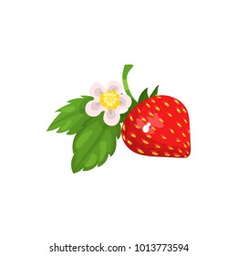 Strawberry with leaves and blossom vector Ilustration