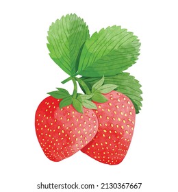 strawberry with  leaves Design elements. watercolour style vector illustration.