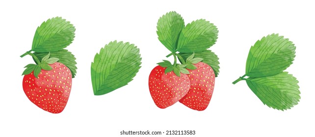 strawberry with  leaves Design elements. watercolour style vector illustration.