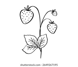 Strawberry with leaves doodle illustration, berry outline sketch, hand drawn icon of summer plant, food