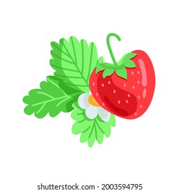 Strawberry leaves and flower isolated on white background. Vector hand drawn flat illustration. 