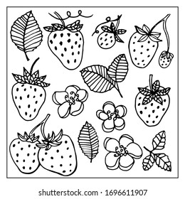 Strawberry leaves flowers doodle hand drawn graphics vector