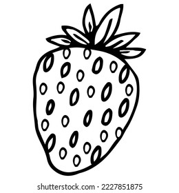 Strawberry leaves flowers doodle hand drawn graphics vector