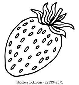 Strawberry leaves flowers doodle hand drawn graphics vector