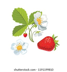Strawberry with leaves and flowers. Vector Eps 10.