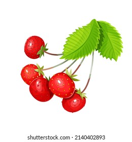 Strawberry with leaves isolated on a white background. Vector illustration