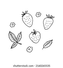 strawberry and leaves set. hand drawn vector illustration in doodle style. 