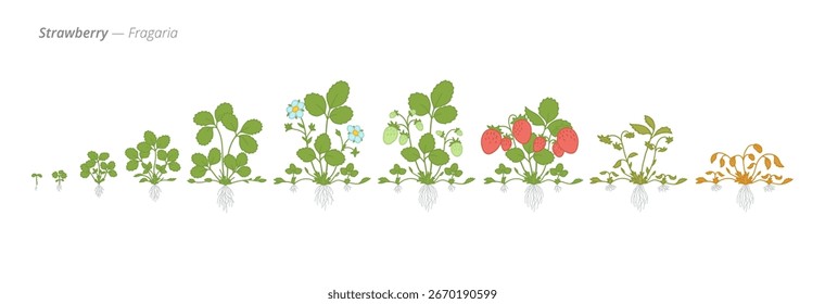 Strawberry Life Cycle - Botanical Vector Illustration for Agriculture and Education