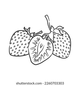 Strawberry Line Art Vector illustration. Coloring book of Healthy Berry Black and White