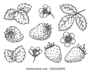 Strawberry line set. Black and white berries leaves flowers. Cartoon hand drawn plant elements for print coloring book page, scrapbooking stamps, laser engraving, badge pins, tag farmers market label