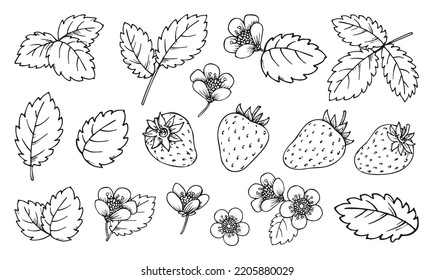 Línea de fresa. Las bayas negras y blancas dejan flores. Elementos de las plantas dibujadas a mano para imprimir la página del libro de colorear, estampillas de raspado, grabado con láser, pasadores de insignia, tarjeta de papel, etiqueta de etiqueta