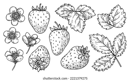 Strawberry line set. Black and white berries leaves flowers. Cartoon hand drawn wild strawberries for coloring book page, scrapbooking stencil, nail stamp, laser engraving, badge pin, fruit tag label