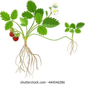 Strawberry Plant
