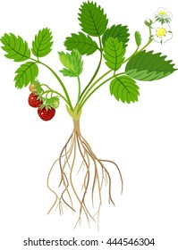 Strawberry plant
