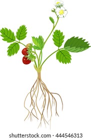 Strawberry plant
