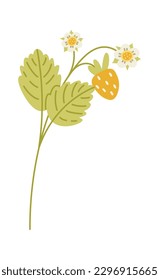Strawberry plant with berries and flowers vector flat illustration