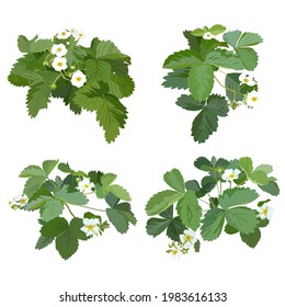 Flor de fresa, conjunto de ilustraciones aisladas vectoriales. Fresa de jardín con flores florecientes.