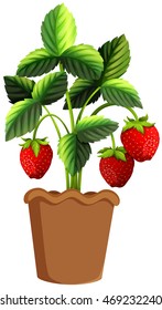 Strawberry plant in clay pot illustration