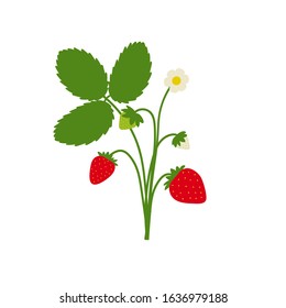 Strawberry plant drawing with leaves, berries and flowers. Cute cartoon flat design isolated on white. Vector illustration.