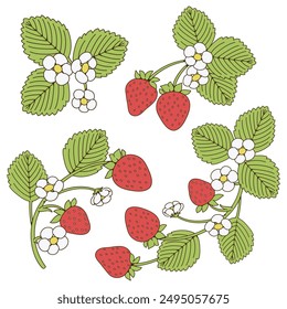 Strawberry plant flower illustration of strawberry with leaves and flowers. Isolated on white background. Design for grocery, farmers market, tea, natural cosmetics, summer garden design element.